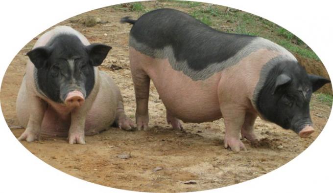 التغذية الحمض الأميني الزنك الميثيونين مسحوق إضافة تغذية 99% الزنك الميثيونين 2